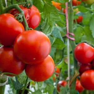 Tomates cerises bio — Producteur local de Bordeaux