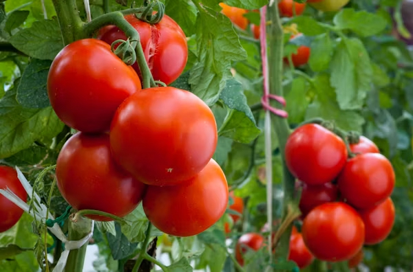 Tomates cerises bio